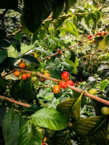 Masterclass — Advanced Specialty Coffee Production