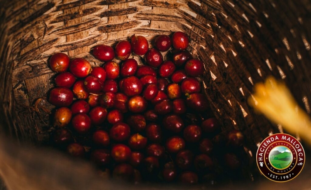 Gesha coffee cherries ready for harvest