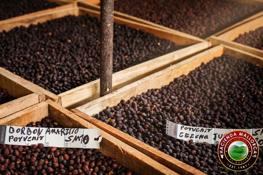 Natural process coffee drying on raised beds