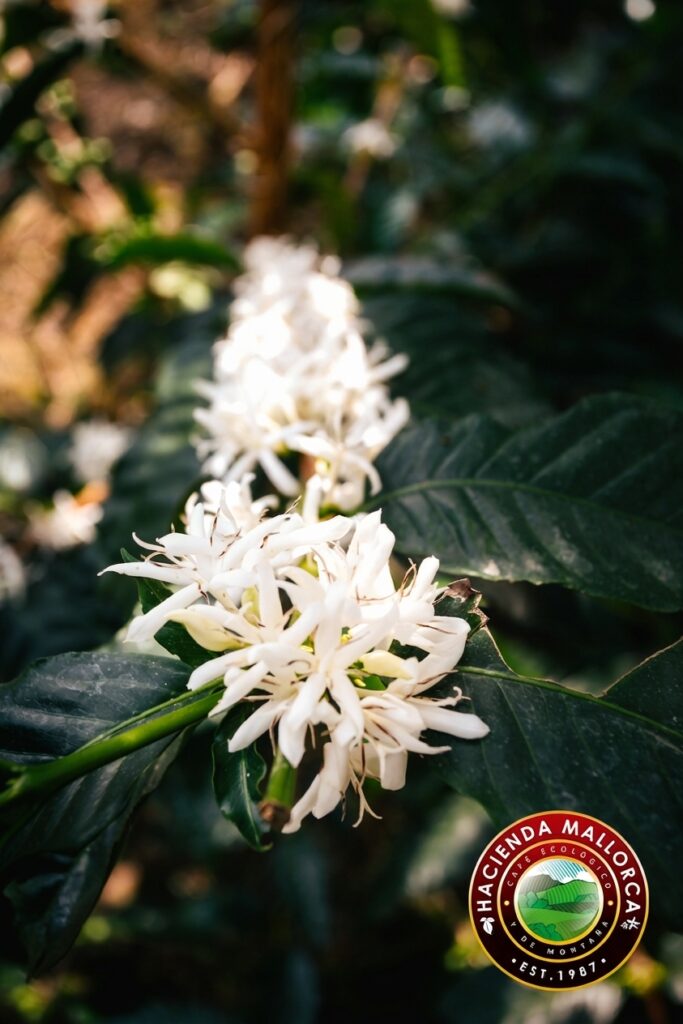 Coffee plant flowering on a specialty coffee farm in Colombia
