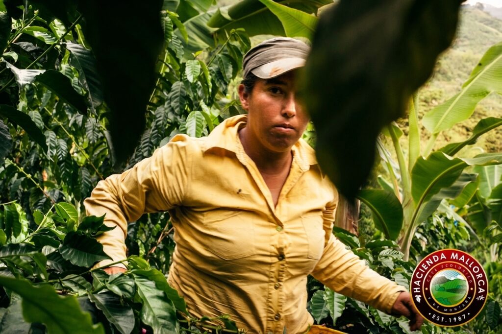 Coffee pickers harvesting ripe cherries at La Recolectora farm